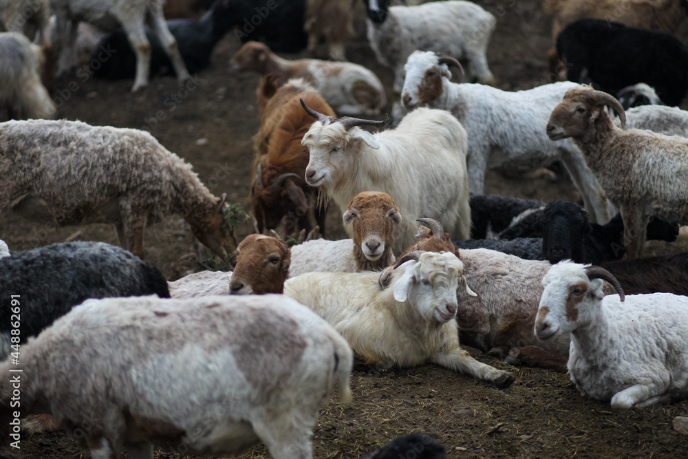 mountain sheep mountain sheep