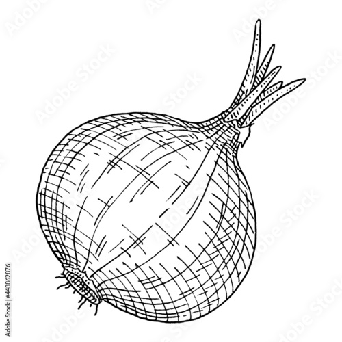Whole onion. Vintage vector hatching black illustration. Isolated on white
