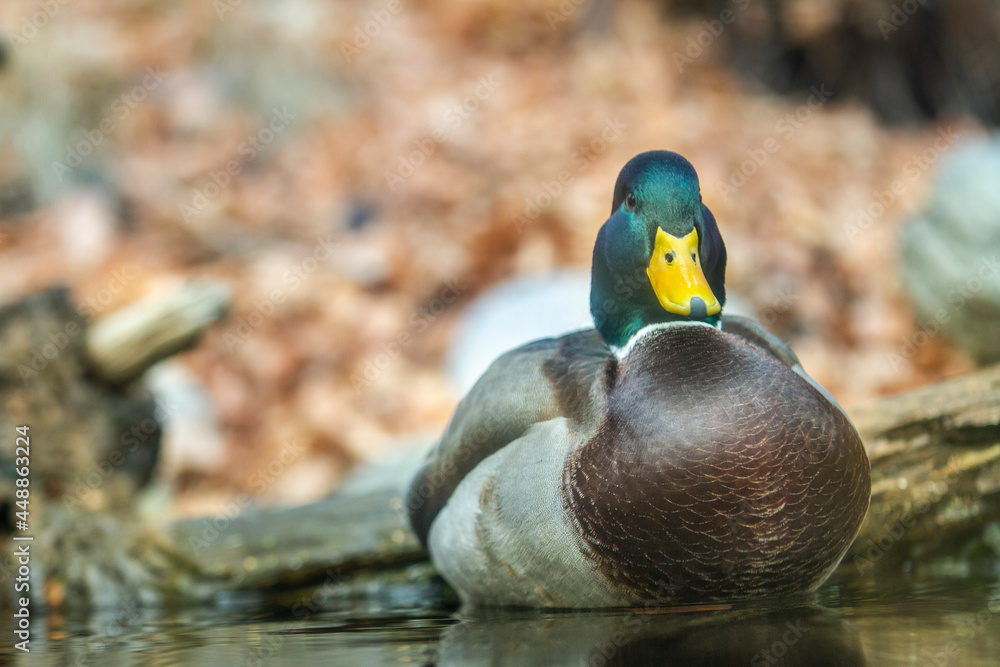 Obraz premium Mallard duck sitting in the water floating