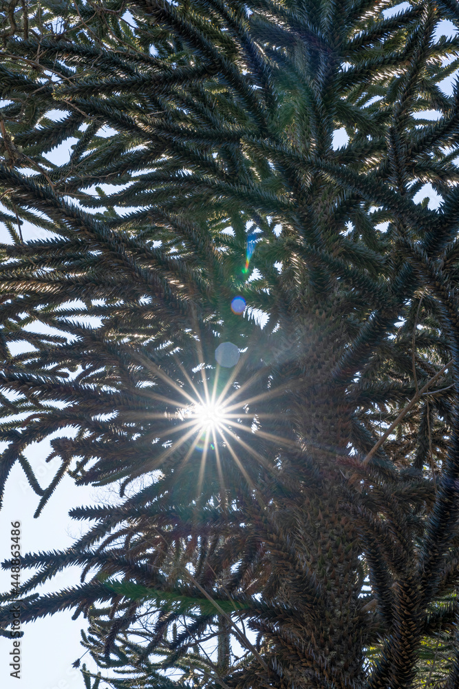Fototapeta premium South American flora. View of an Araucaria araucana, also known as Monkey Puzzle Tree, beautiful green leaves foliage and sun, creating a lens flare.
