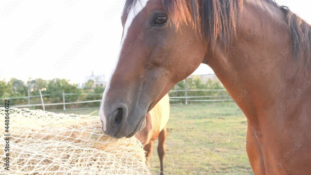 Horse eating hay from a special hay net. Slow feeder hay nets allows