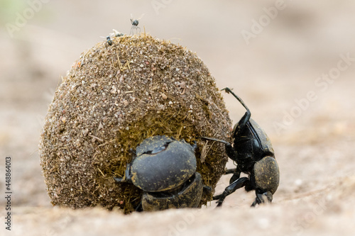 Dung beetle