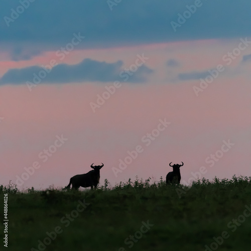 bison at sunrise