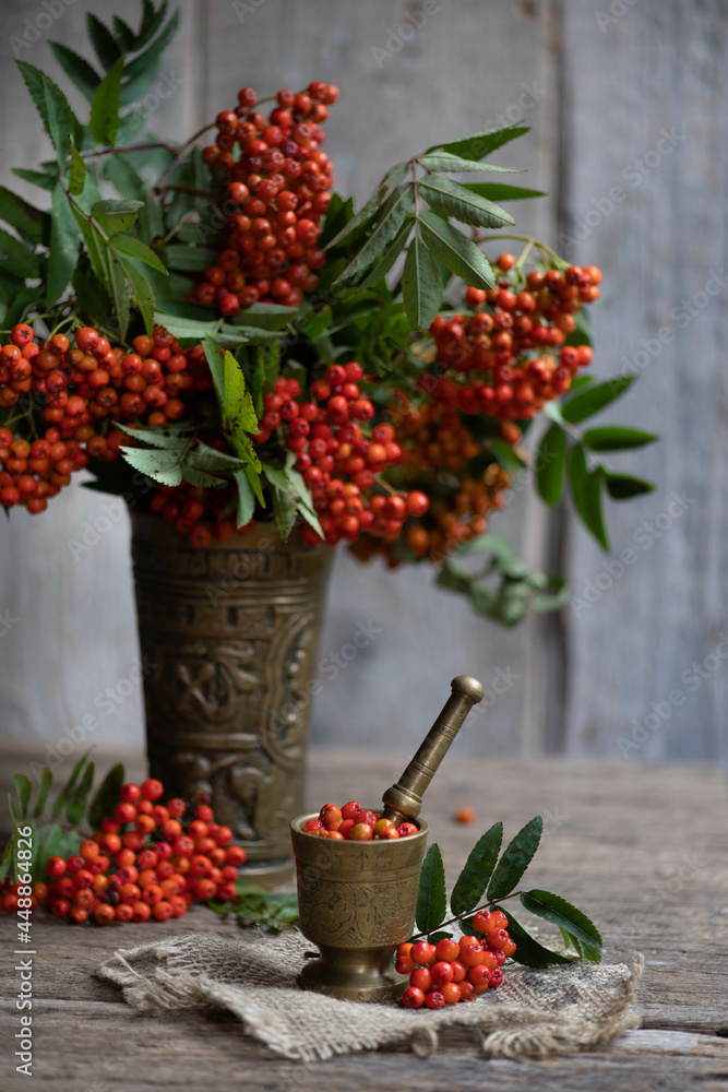 Fresh berries rowan, on wooden background. Ingredient for winter autumn fall seasonal hot drink, immunity alternative medicine beverage. Fresh berries rowan, on wooden background. Ingredient for winter autumn fall seasonal hot drink, immunity alternative medicine beverage.