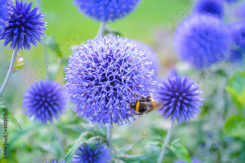 Echinops is a herbaceous perennial from the Asteraceae family. In everyday life, the plant is most often called "echinops", "tartar" and "shootout". Also, a small bee flies nearby.