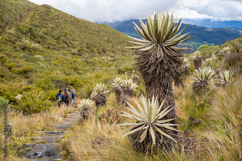 Frailejones, endemic flowers of the paramo of south america, paramo de Chingaza, Colombia. photo