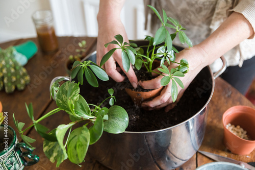 Woman transplants houseplant on her kitchen table. photo