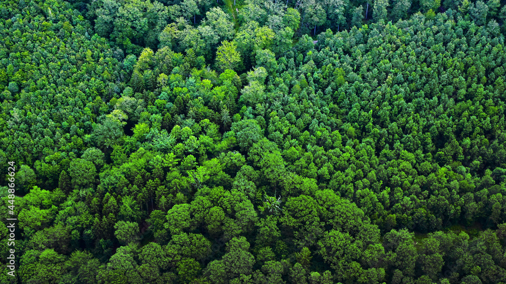Aufforstung - Luftaufnahme von gesunden natürlichen Wäldern in der Natur Landschaft - Nachhaltige Umwelt Wald Forstwirtschaft - Industrie