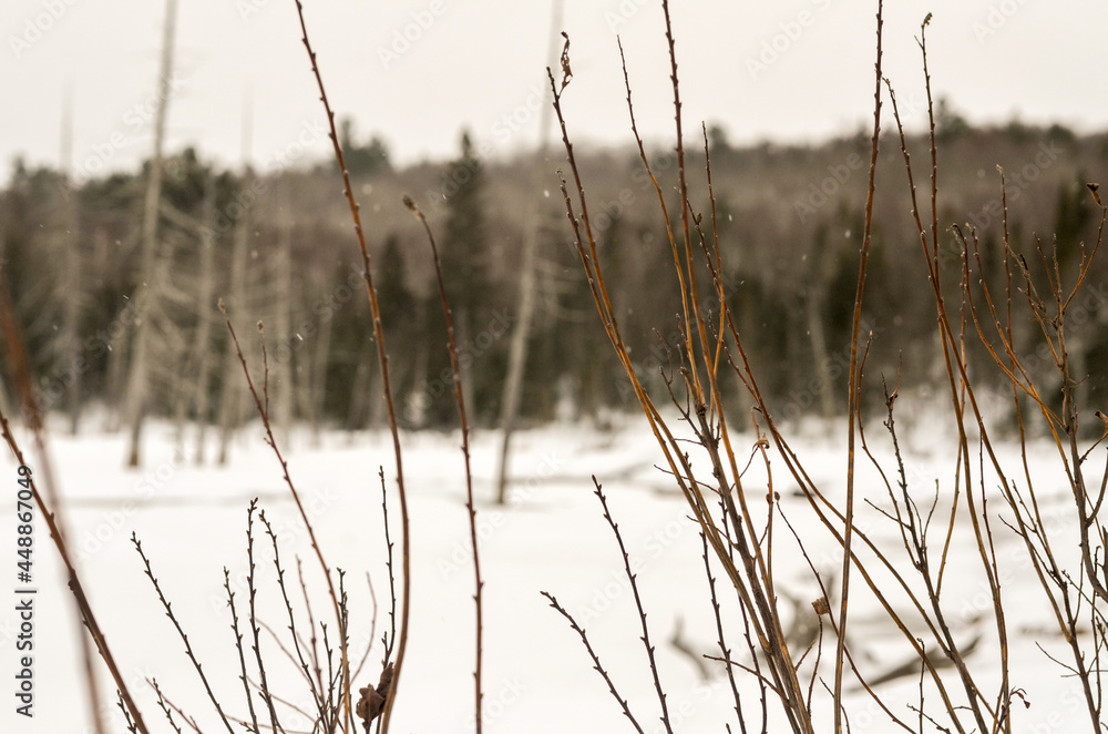 Frozen plants and Marsh in Winter in Northern Ontario, Canada Frozen plants and Marsh in Winter in Northern Ontario, Canada