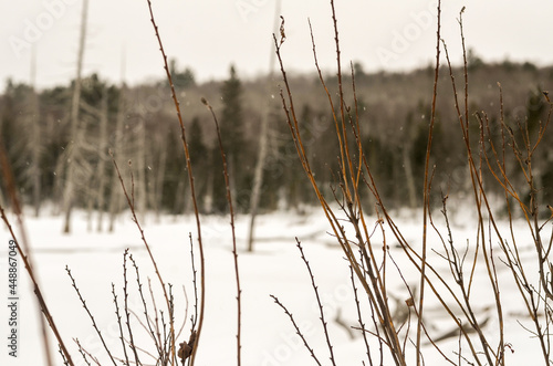 Frozen plants and Marsh in Winter in Northern Ontario  Canada
