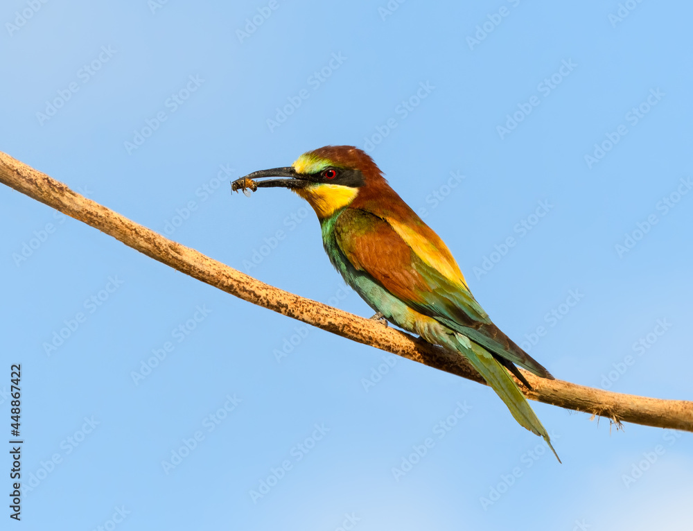 Fototapeta premium European Bee-Eater Sitting on Steak against Blue Sky