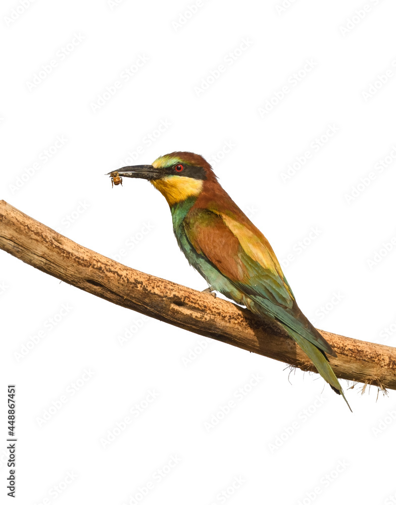Fototapeta premium European Bee-Eater Holding a Bee on White Background, Isolated