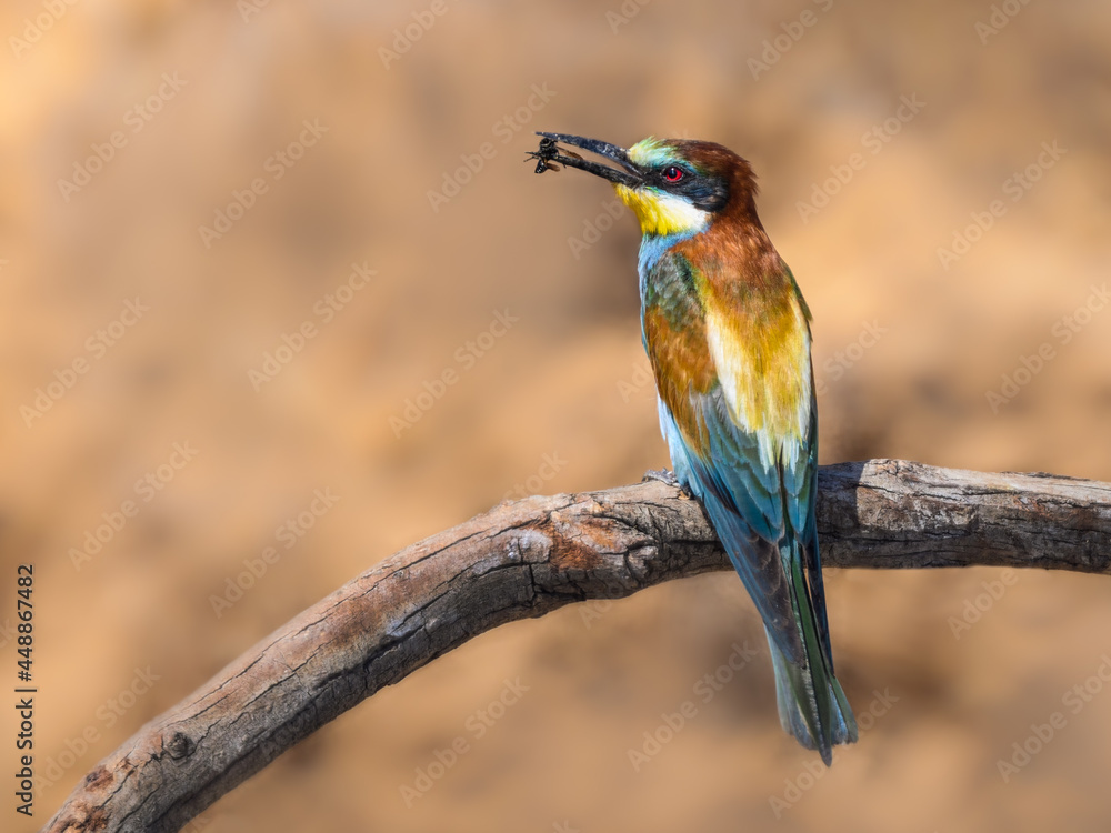 European Bee-Eater Sitting on Steak and Holding a Bee in its Beak European Bee-Eater Sitting on Steak and Holding a Bee in its Beak