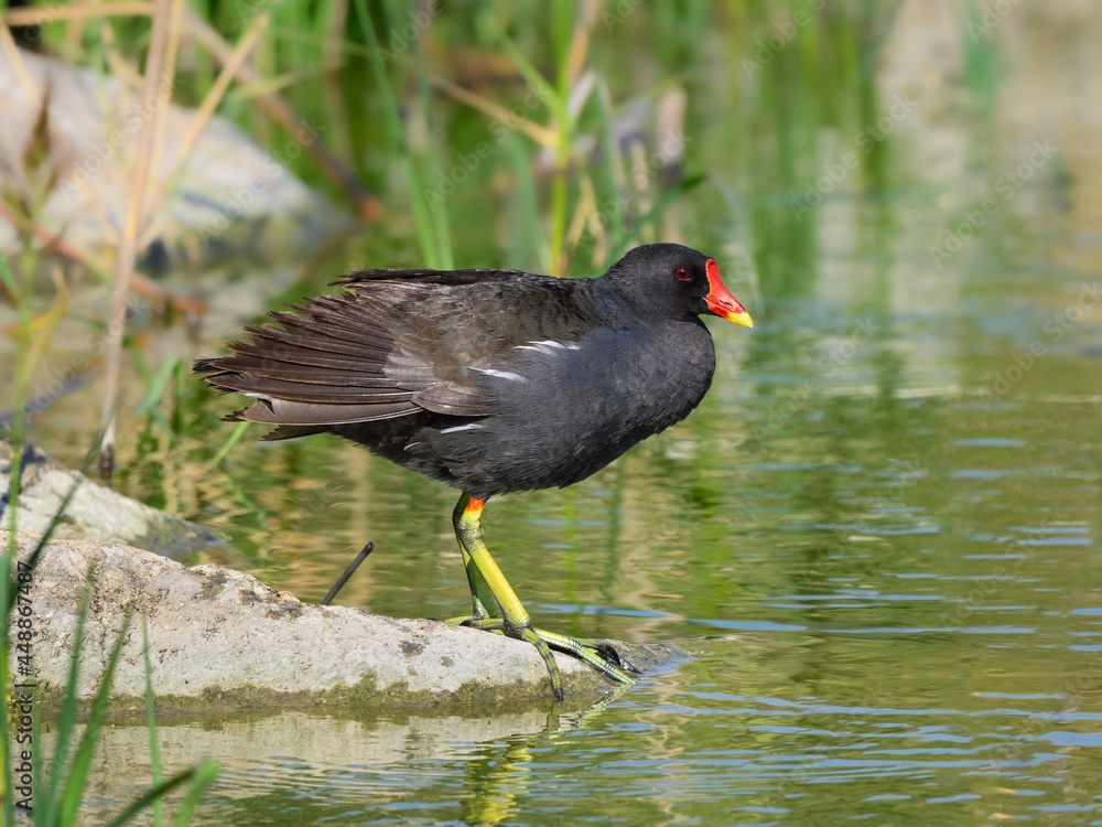 Common Moorhen or Eurasian Moorhen Standing on Rock, Closeup Portrait Common Moorhen or Eurasian Moorhen Standing on Rock, Closeup Portrait