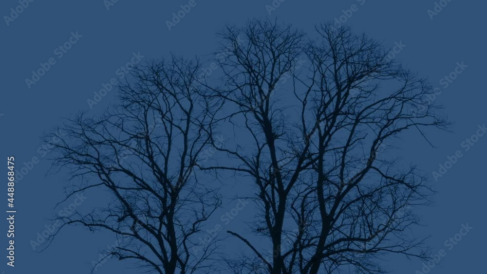 Bare Trees Sway In Storm Winds In The Evening Bare Trees Sway In Storm Winds In The Evening