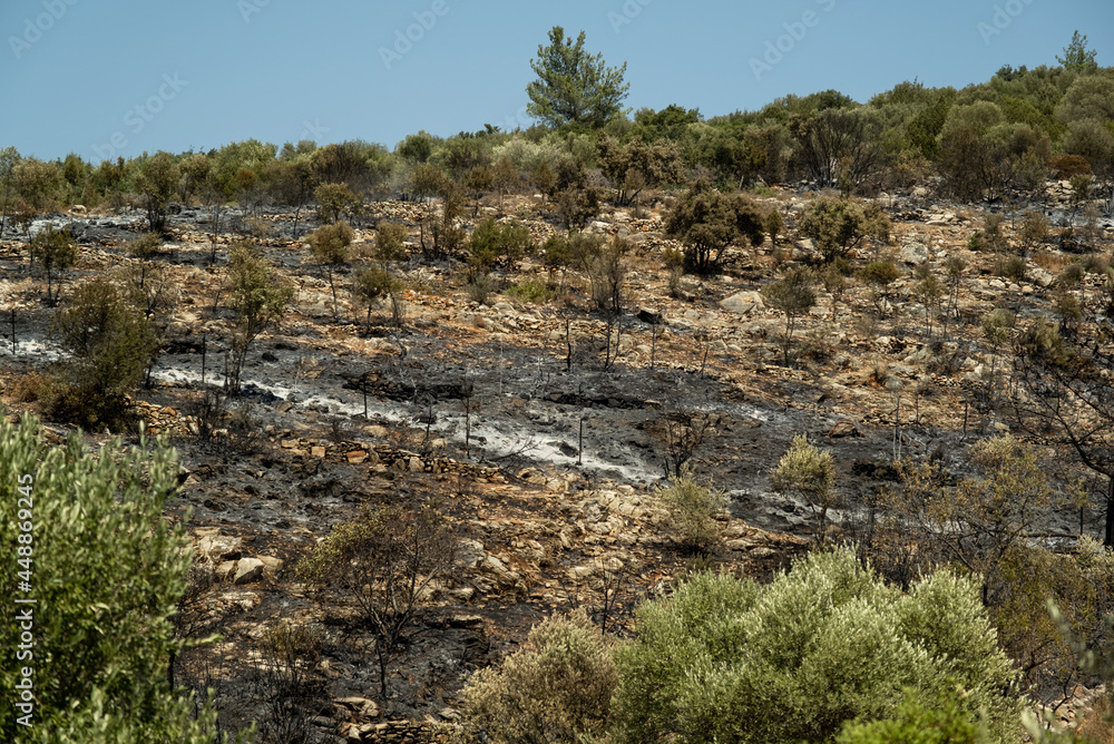 Landscape shot of Bunrt forest at Mugla Bodrum Turkey.