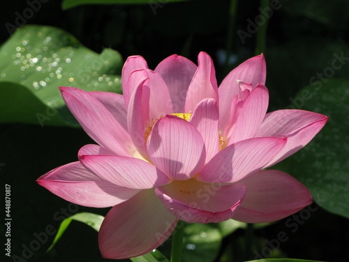 pink lotus flower