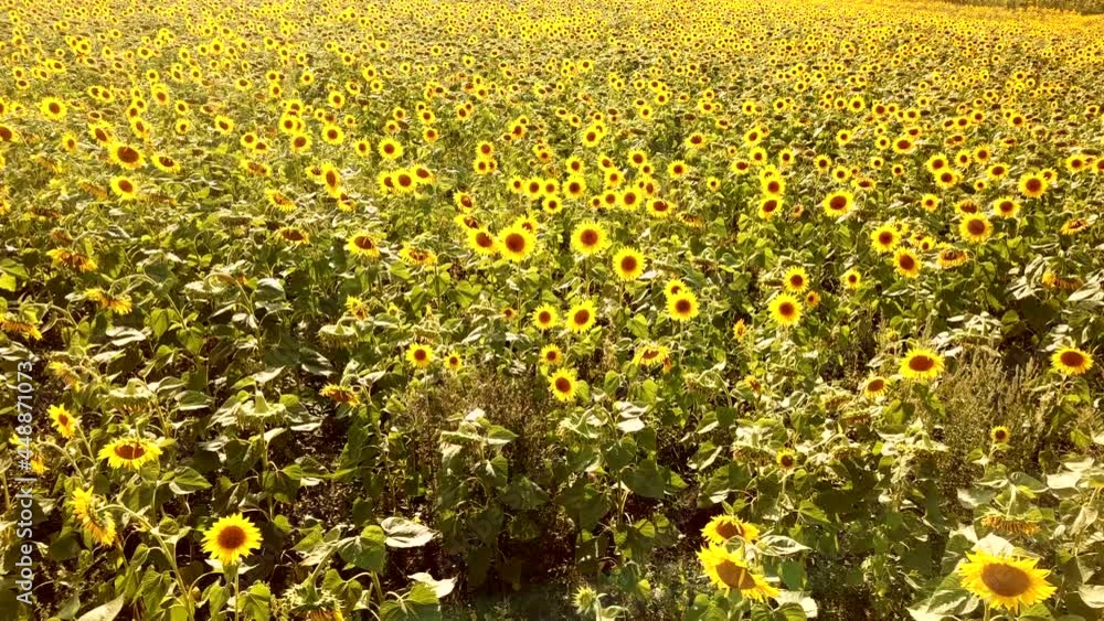 Aerial view of flowering sunflowers field on sunset. The concept of grain harvesting in the agricultural industry and agribusiness. Aerial view of flowering sunflowers field on sunset. The concept of grain harvesting in the agricultural industry and agribusiness.