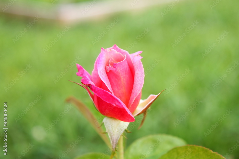 pink rose flower macro isolated in blur background