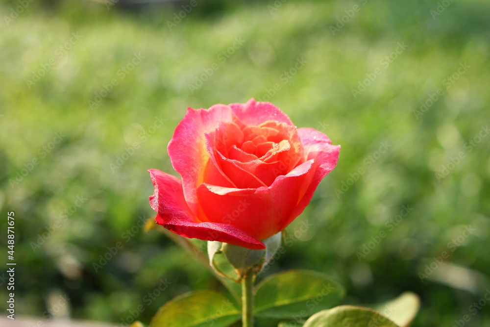 pink rose flower macro isolated in blur background pink rose flower macro isolated in blur background