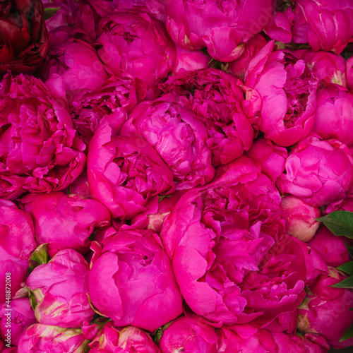 Vivid magenta peony flowers