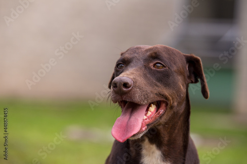 Dog smiling outdoors