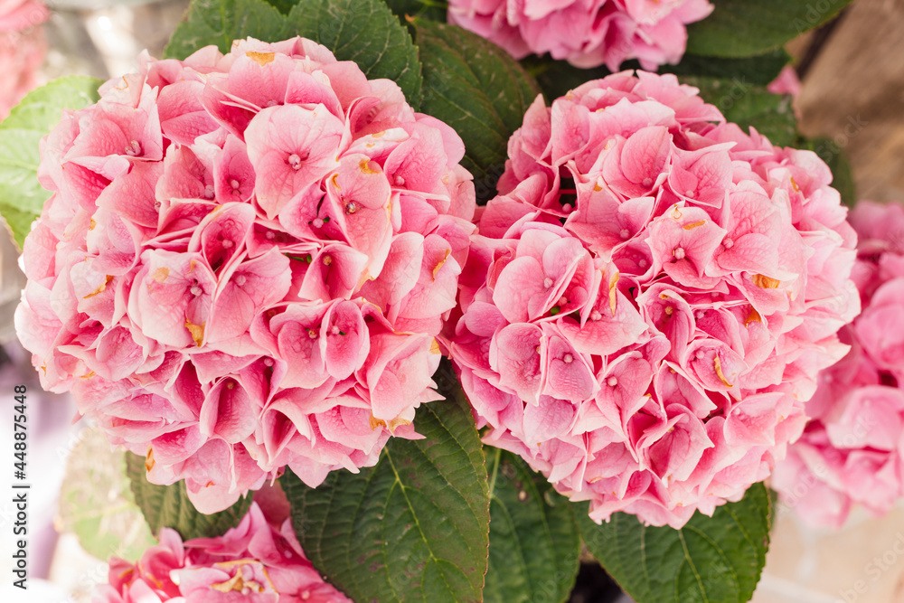 Pink Hortensia flower