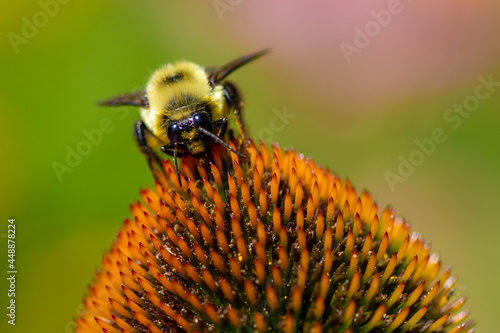 bee on a flower