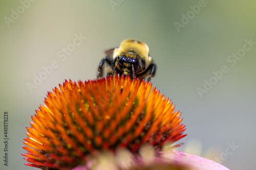 bee on a flower
