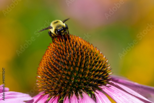 bee on a flower