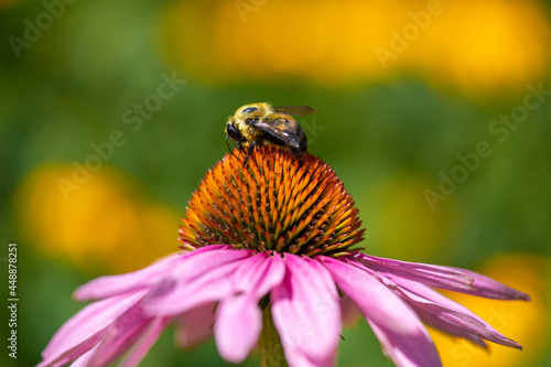 bee on flower