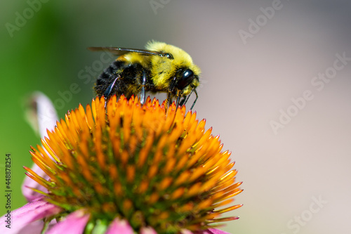 bee on a flower