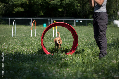 Dog Training Obedience with owner