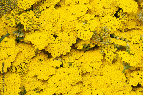 Yellow yarrow flower background photo