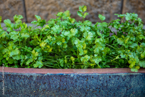 Fresh cilantro