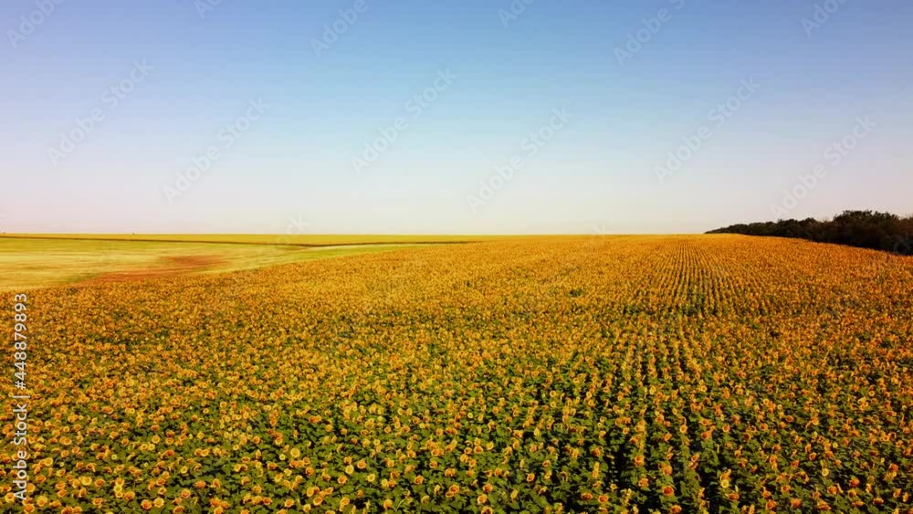 Aerial drone view of a flying over the sunflower field. Rural agricultural landscape. Aerial drone view of a flying over the sunflower field. Rural agricultural landscape.