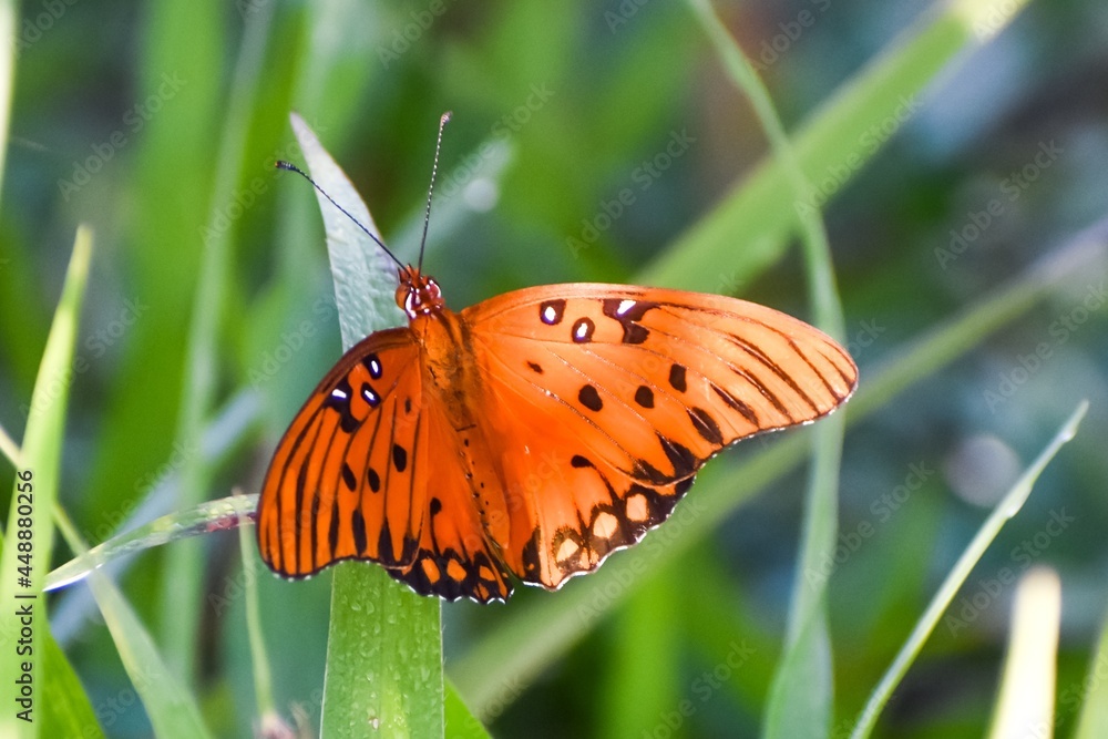 Gulf Fritillary aka Agraulis vanillae in Florida. Gulf Fritillary aka Agraulis vanillae in Florida.