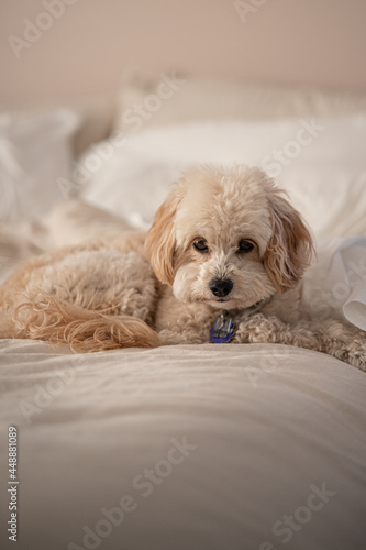 Miniature maltipoo on a bed 