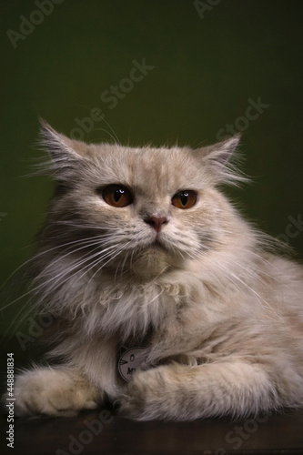 a persian cat is sitting on the table © TRINUGROHO