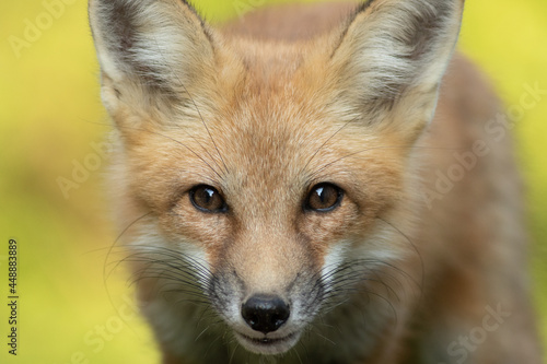 red fox portrait