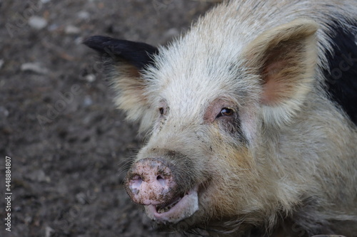 Auckland Island Pig 