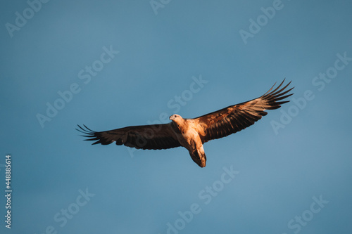 Immature white-bellied Sea Eagle flying in the sky.  photo