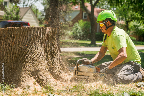 Tree removal worker cutting wood stump photo