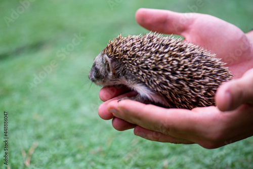 one small hedgehog sitting in his palms