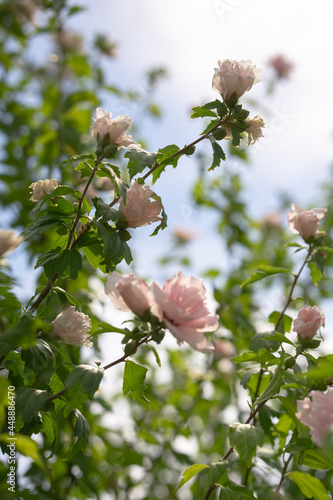 apple tree blossom pink flowers