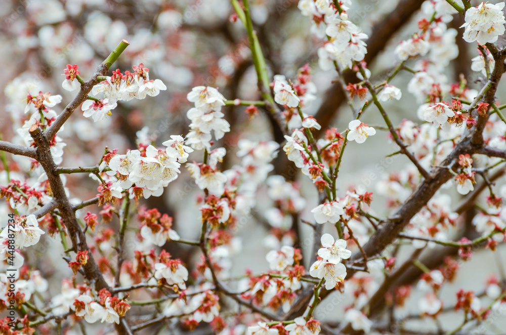 Cherry blossoms in a garden at Seoul, South Korea.