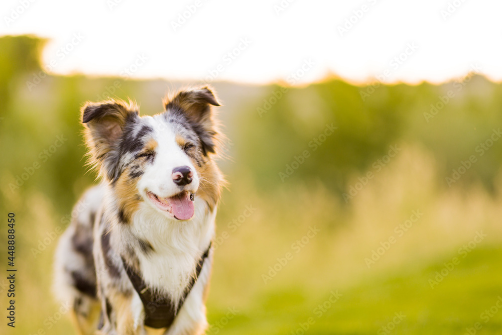 Border collie happy dog in natural pet enviroment. portrait in a meadow for a cute border collie