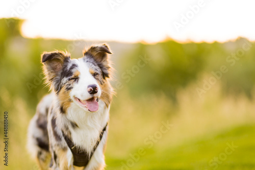 Border collie happy dog in natural pet enviroment. portrait in a meadow for a cute border collie