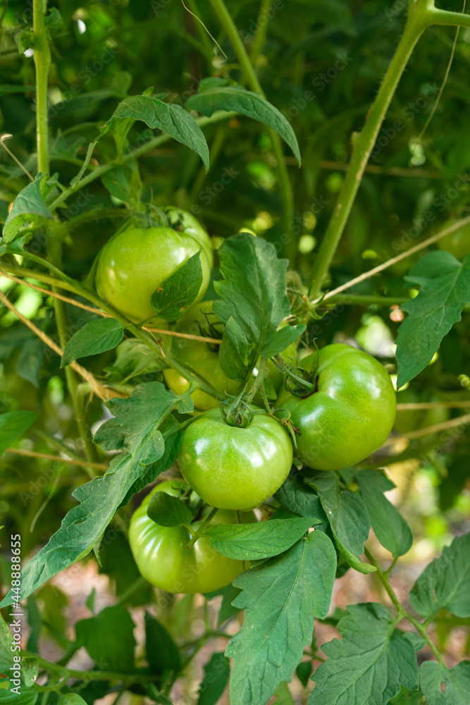 Unripe Green Tomatoes Growing in a Garden Unripe Green Tomatoes Growing in a Garden