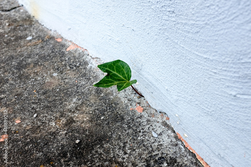 One plant leaf surviving. photo